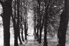 Kaštanová alej v zahradě bývalé lesovny v roce 1944, západní část stromořadí částečně dodnes zachována